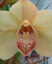 Valley Conquest Peach Bloom